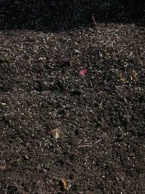 Cover crop seed being sown by hand