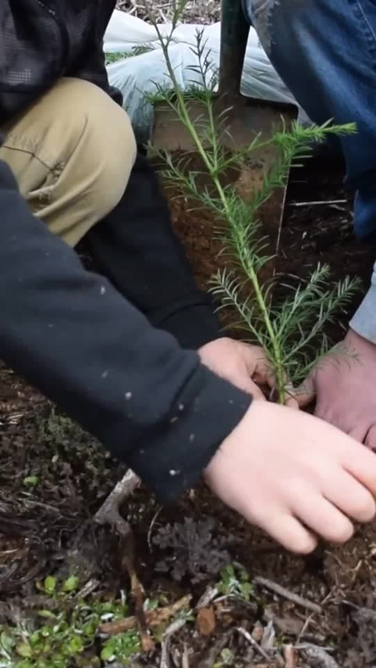 Hands planting fir seedlings